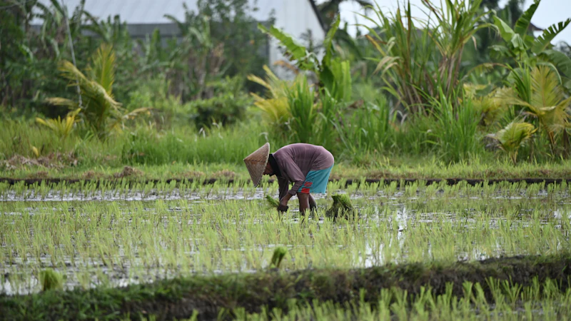 Petani perempuan sedang menanam padi di sawah yang hijau